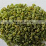 Green Raisins, Sultana Raisins, Seedless Raisins thumbnail-2