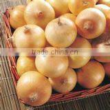 Fresh Yellow Onion Available for Shipment in Aug