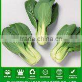 NPK10 Weiwen Leaf Vegetable Seeds,pak Choi Seeds Company,types of Seeds thumbnail-1