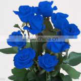 Fresh cut blue roses flower fresh cut flowers top quality