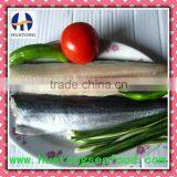 Good Quality Skin on Spanish Mackerel Fillet