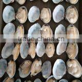 CLAM WITHOUT SAND IMPURTIES SHELL FOR SALE IN VACCUM thumbnail-2