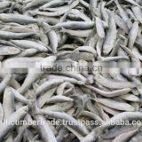 Block frozen, IQF Frozen RAW ANIMAL Food fish, Sprats, Sardines