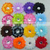 Gerbera Daisy thumbnail-1