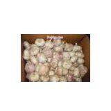 Chinese Garlic thumbnail-1