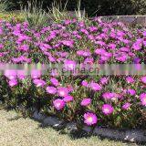 Heavy Duty Weed Barrier Fabric, Ground Cover for Planting Flowers thumbnail-2