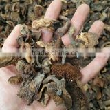 Cultivated Dried Porcini Mushroom Mixed