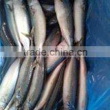 300-600G per pc Frozen Pacific Mackerel Fish From Ocean thumbnail-2
