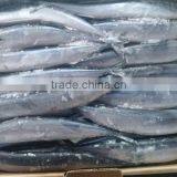 FROZEN PACIFIC SAURY WHOLE ROUND thumbnail-2