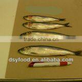 Frozen Canned Sardine thumbnail-4