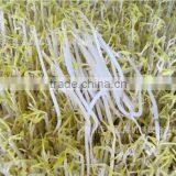 Automatic Bean Sprout Machine/Soybean Sprout Machine/Mung Bean Sprout Machine thumbnail-3