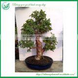 Natural Plants Bonsai Nursery thumbnail-5