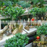 Ficus Microcarpa