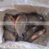 Frozen Tilapia thumbnail-1
