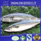 Whole Round Frozen Pacific Mackerel thumbnail-1
