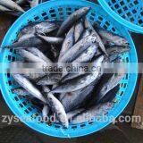 Best Quality Frozen Bonito Tuna Fish thumbnail-1
