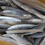 Seafood Frozen Fish Pacific/Atlantic Mackerel thumbnail-2