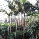 Archontophoenix Alexandrae and Rooted Outdoor Palm Trees thumbnail-2