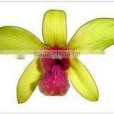 Thailand High Quality D-009 Dendrobium Red Lip Orchid thumbnail-1