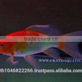 Butterfly Koi Fish For Sale / Aquarium Fish Export thumbnail-3