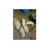 Fruit Fossil thumbnail-1