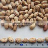 Round Light Speckled Kidney Bean thumbnail-1