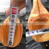 6pcs Fish Waffle Commercial Use Non-stick LPG Gas Ice Cream Taiyaki Maker thumbnail-5