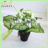 Fake Taro Bonsai Plant