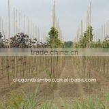 Bamboo Stake Poles for Orchard Plant Tree Supporting thumbnail-1