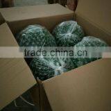 SJ3001014 High Initation Ornamental Artificial Cactus Plant/cactos for Office Decoration thumbnail-5