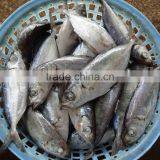 Best Price Fresh Big Eye Fish Horse Mackerel thumbnail-1