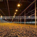 Good Quality Multi Span Polycarbonate Flower Greenhouse With Shading System and Growing Lighting System thumbnail-3