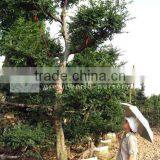 Ulmus Pumila Lager Bonsai Trees thumbnail-1