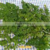 Moringa Leaf Powder thumbnail-2