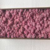 Fresh Touch Decorative Moss for Floral Compositions thumbnail-1