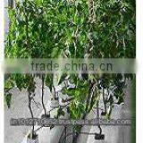 HYDROPONICS GROW BAG thumbnail-5