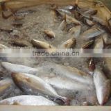 Land Frozen Whole Hamachi yellowtail fish for Bait from China