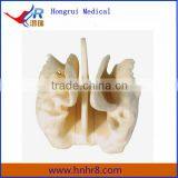 Hot Sale Enlarged Model of Amplified Ethmoid Bone