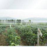 Plastic Netting Used Prevent Birds From Attacking Crops thumbnail-2