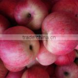 Matured apple fruits Variety and fresh fruits Type mature whole qinguan apples