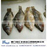 Whole Round Taiwan Tilapia on Sale thumbnail-1
