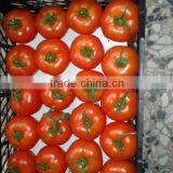 Fresh Cherry Tomato