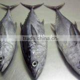 Frozen Big Eye Tuna/bigeye Tuna Fresh Seafood thumbnail-1