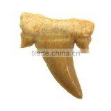 Fossil Specimens, Otodus Shark Tooth thumbnail-1