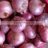 Fresh Onion thumbnail-1