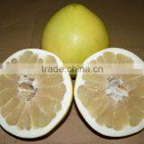 Pomelo Grapefruits and Citrus Fruits New Crop Wholesale Prices thumbnail-4