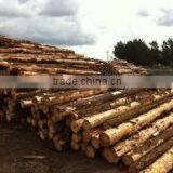 Pinus Carribaea thumbnail-4