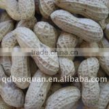 Peanut kernels with shell
