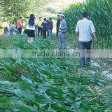 Corn Harvester Machine thumbnail-4