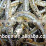 Fish Drying Machine thumbnail-4